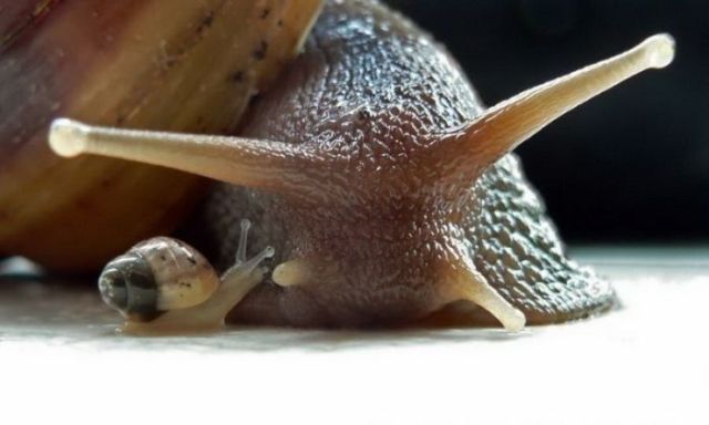 Great Macro Shots (39 pics)
