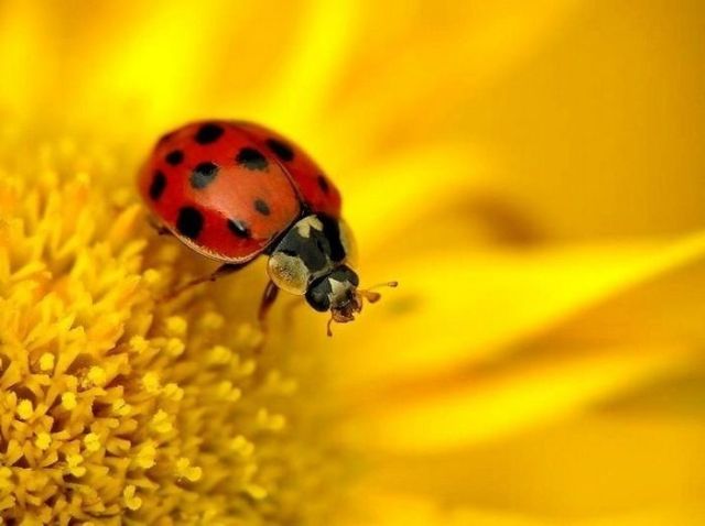 Great Macro Shots (39 pics)
