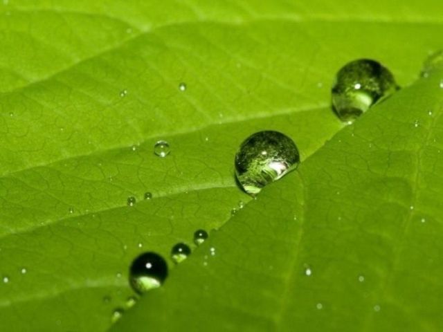 Great Macro Shots (39 pics)
