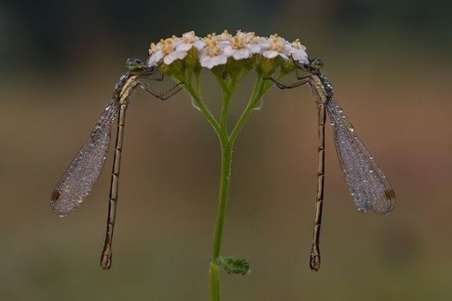 Great Macro Shots (39 pics)