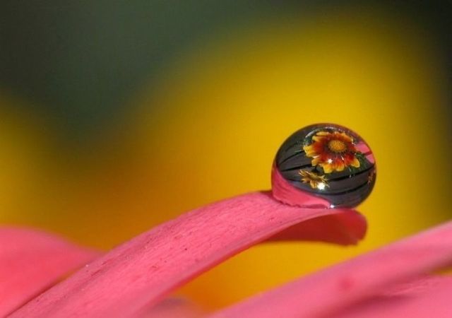 Great Macro Shots (39 pics)