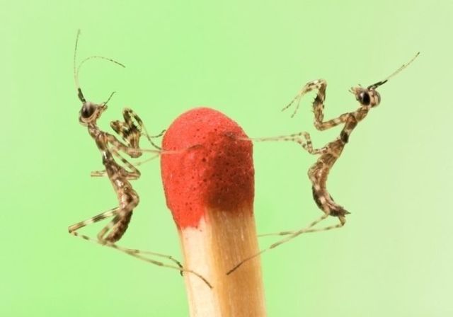 Great Macro Shots (39 pics)