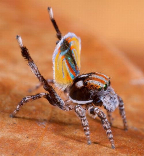 The Amazing Peacock Spider (4 pics)