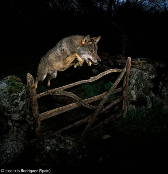 The Winners of the Wildlife Photographer of the Year Competition 2009 (44 pics)