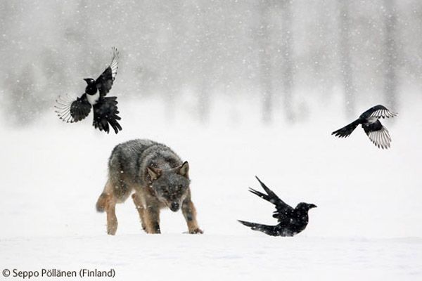 The Winners of the Wildlife Photographer of the Year Competition 2009 (44 pics)
