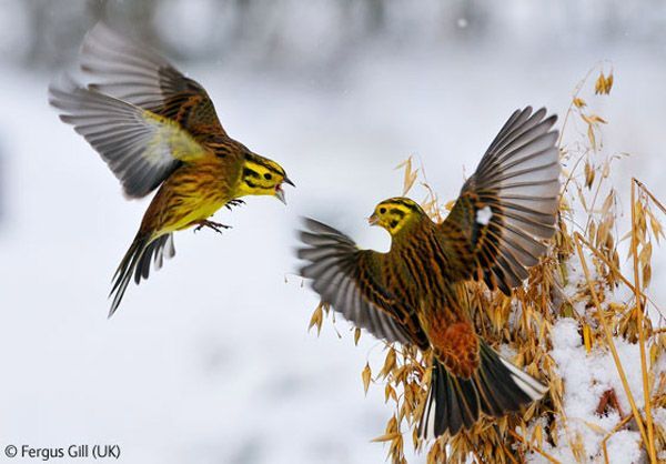 The Winners of the Wildlife Photographer of the Year Competition 2009 (44 pics)