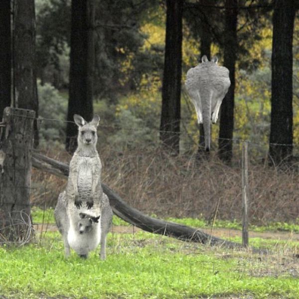 These funny animals (33 pics)