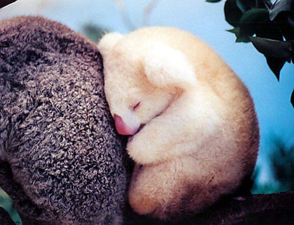 These funny animals (33 pics)