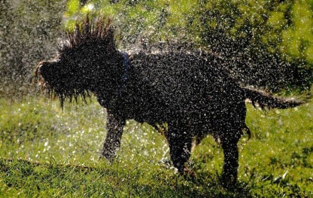 These funny animals (33 pics)