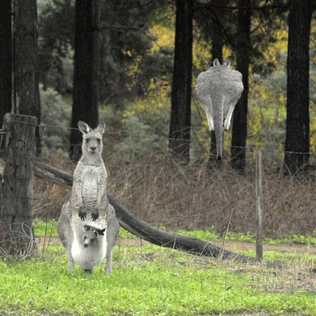 These funny animals (33 pics)