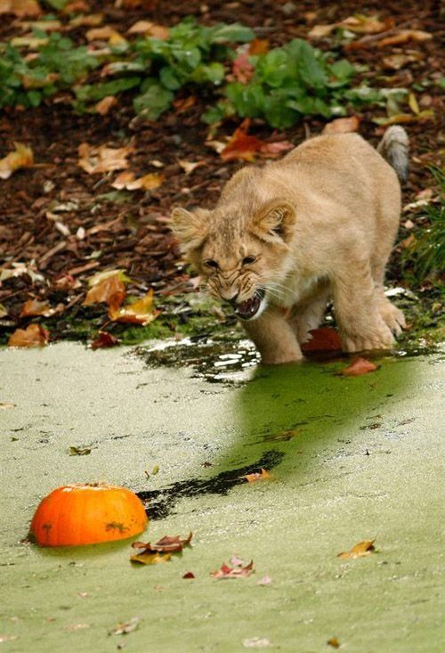 These funny animals (33 pics)
