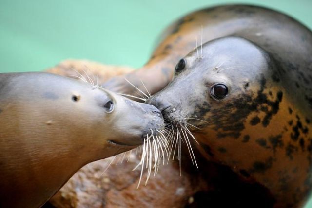 These funny animals (33 pics)
