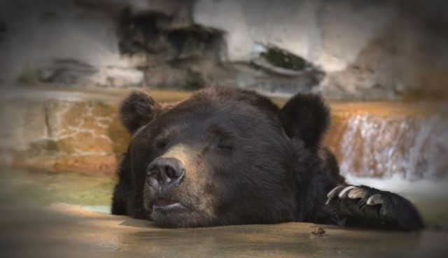 These funny animals (33 pics)