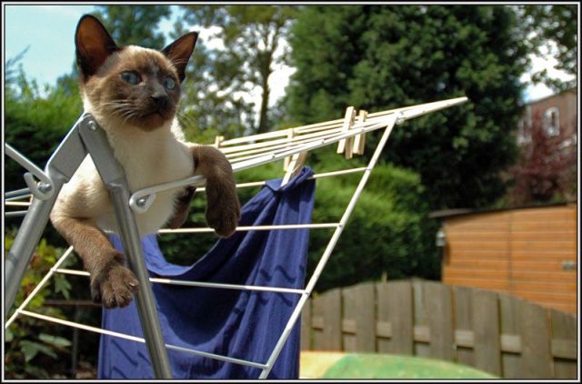 These funny animals (33 pics)