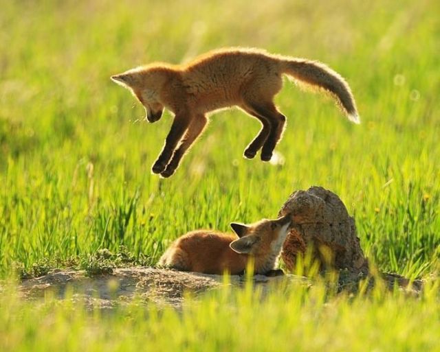 These funny animals (33 pics)