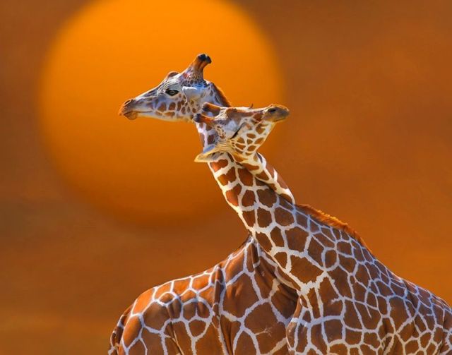 These funny animals (33 pics)