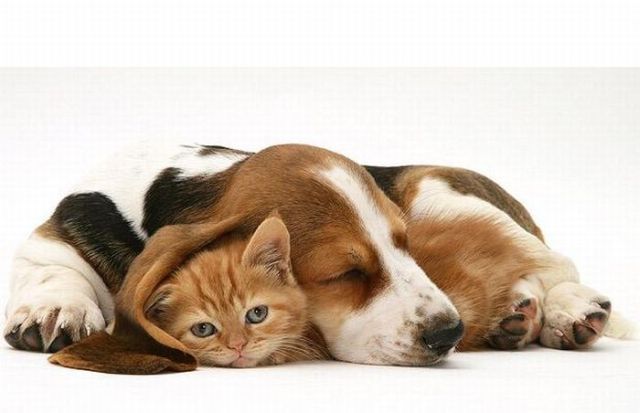 These funny animals (33 pics)