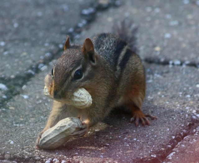 These funny animals (33 pics)