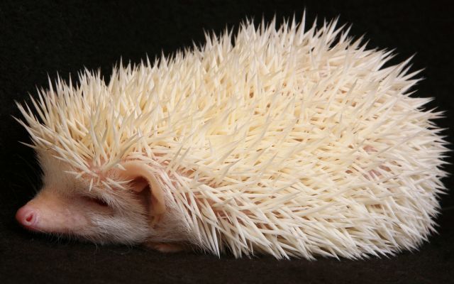 These funny animals (33 pics)
