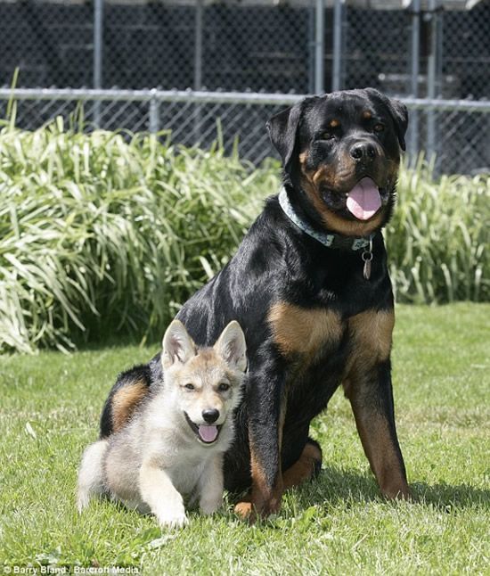 These funny animals (33 pics)