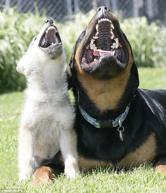 These funny animals (33 pics)