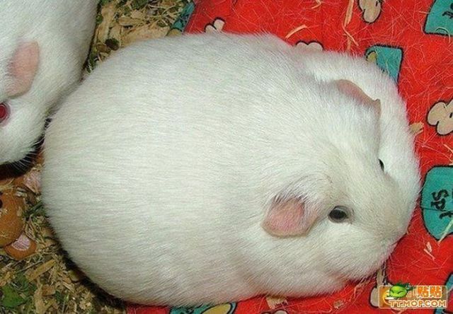 These funny animals (33 pics)
