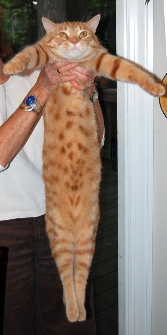 These funny animals (33 pics)
