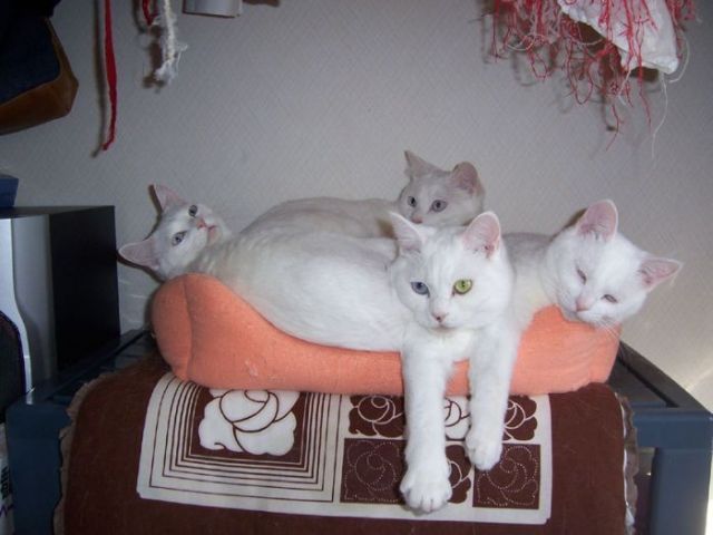 These funny animals (33 pics)