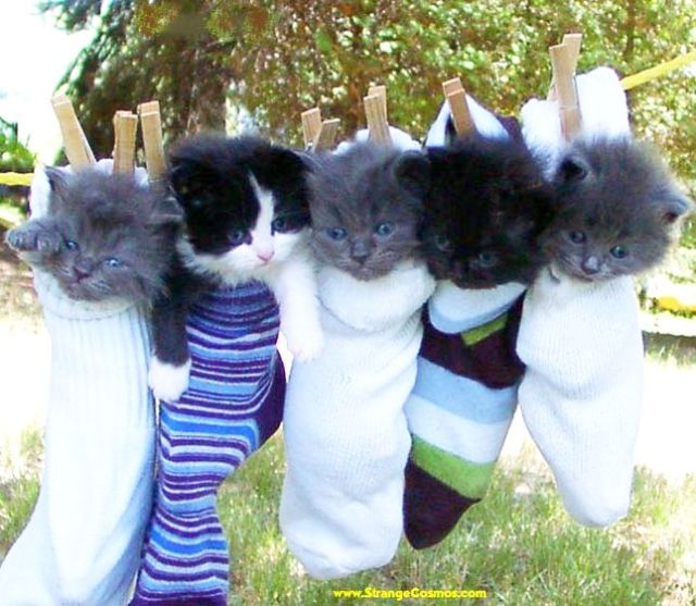 These funny animals (33 pics)