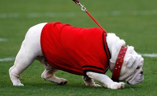These funny animals (33 pics)