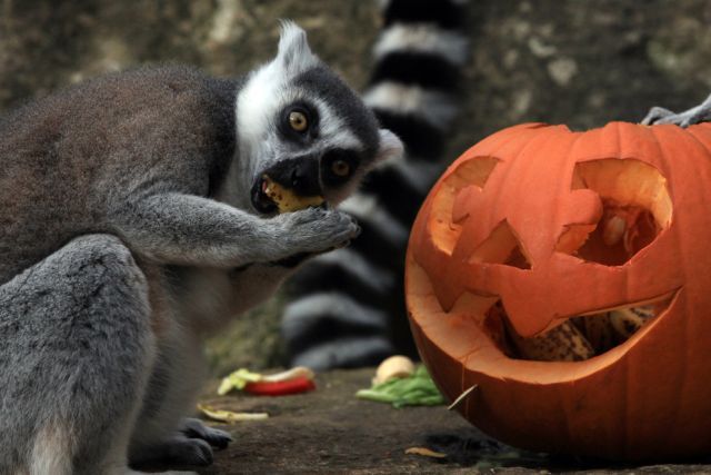 These funny animals (33 pics)