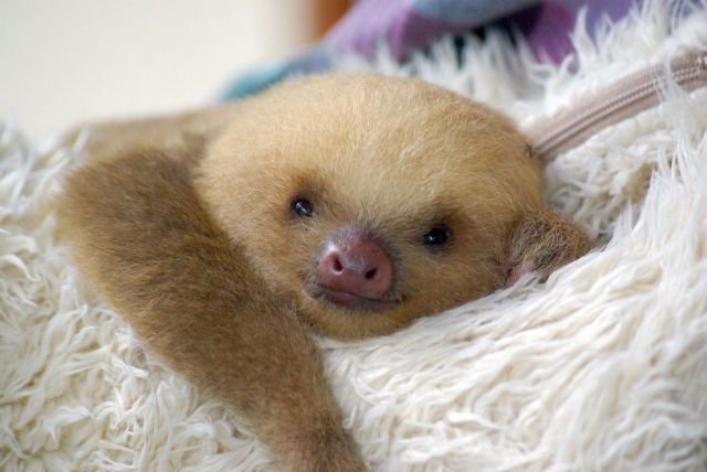 These funny animals (33 pics)