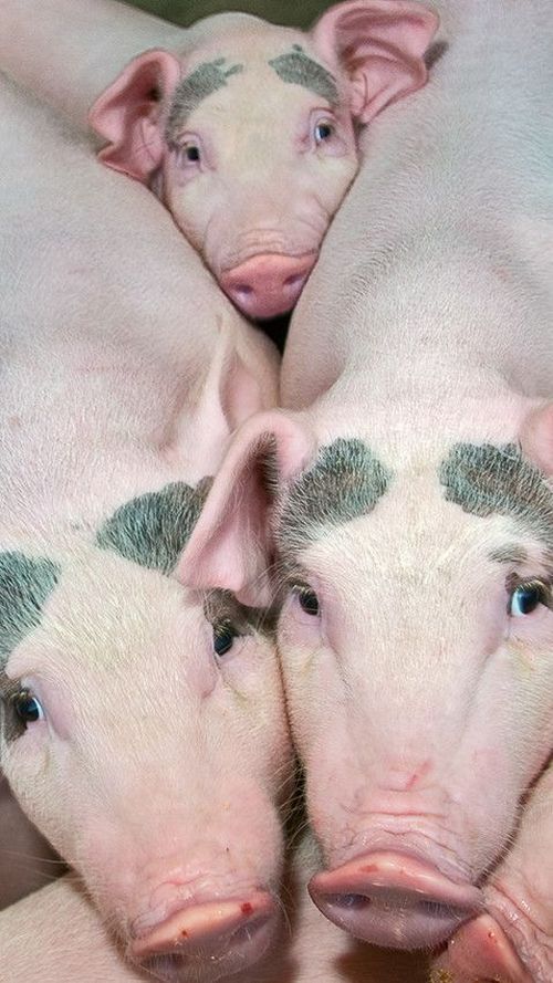 These funny animals (33 pics)