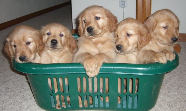 These funny animals (33 pics)