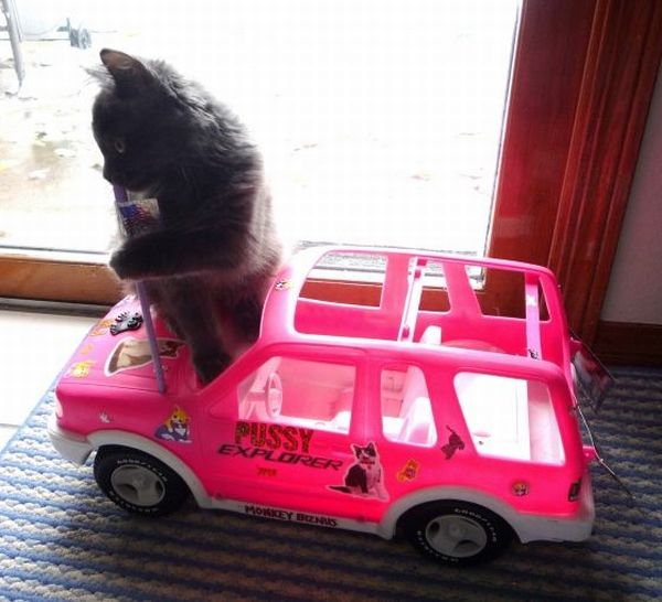 These funny animals (33 pics)