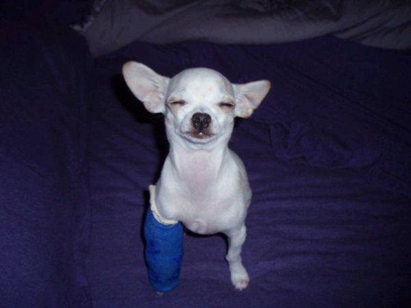 These funny animals (33 pics)
