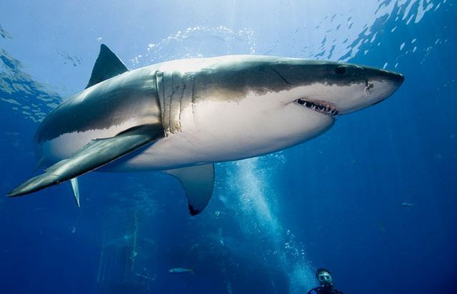The most dangerous smile (8 pics)