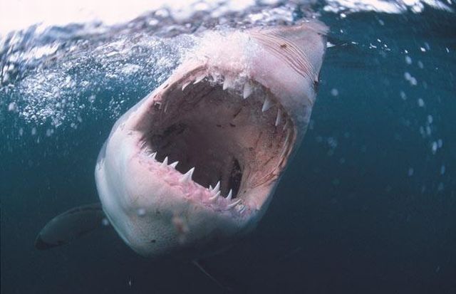 The most dangerous smile (8 pics)