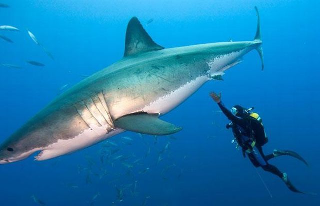 The most dangerous smile (8 pics)