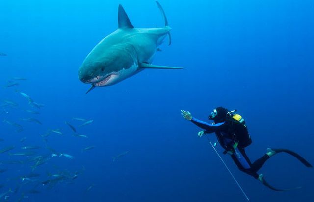 The most dangerous smile (8 pics)