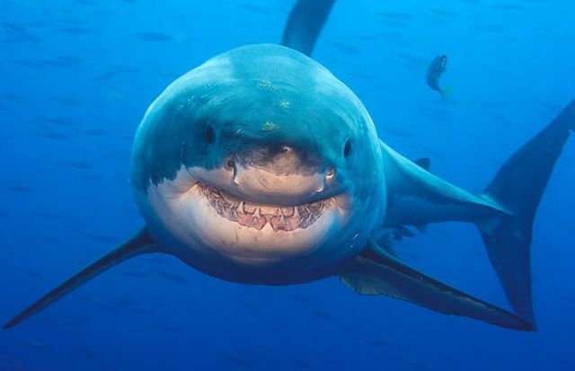 The most dangerous smile (8 pics)