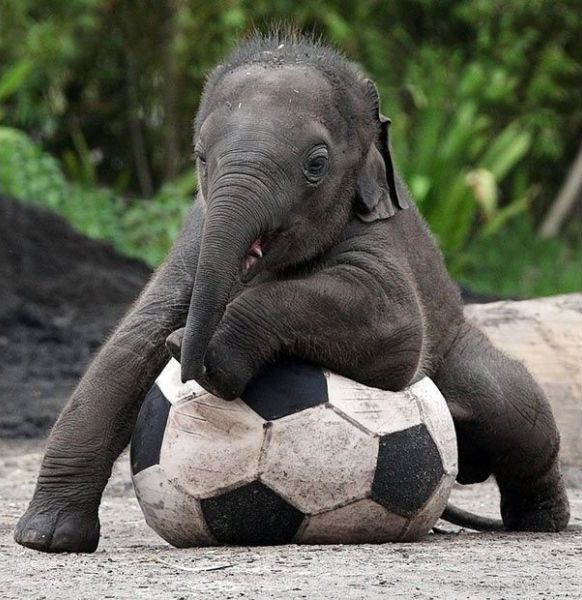 These funny animals (48 pics)