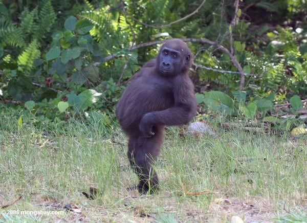 These funny animals (48 pics)