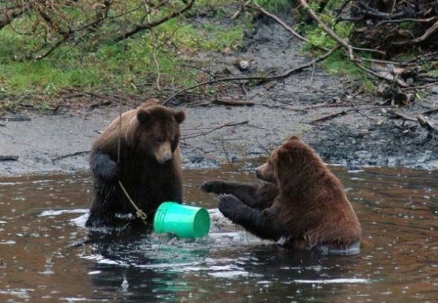 These funny animals (48 pics)