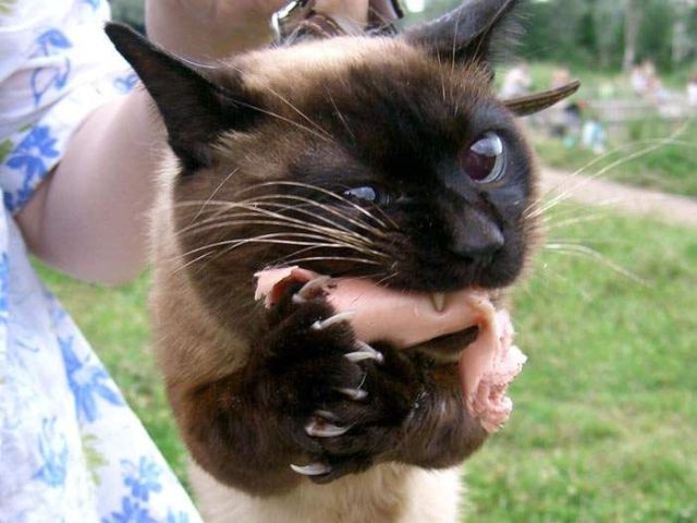 These funny animals (48 pics)