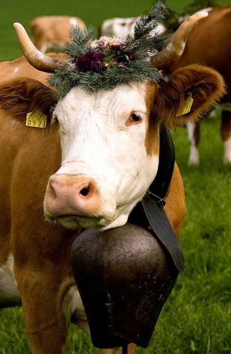 These funny animals (48 pics)