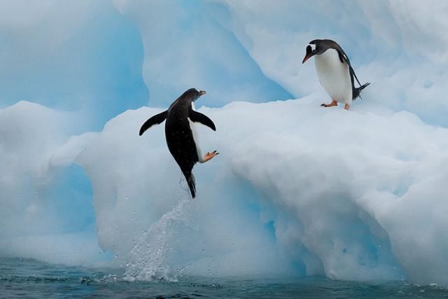 These funny animals (48 pics)