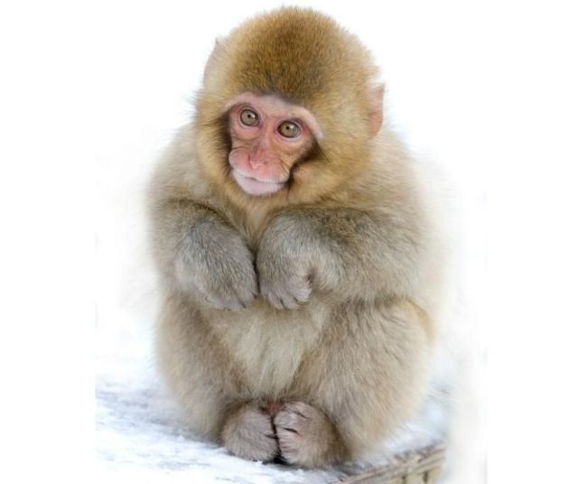 These funny animals (48 pics)