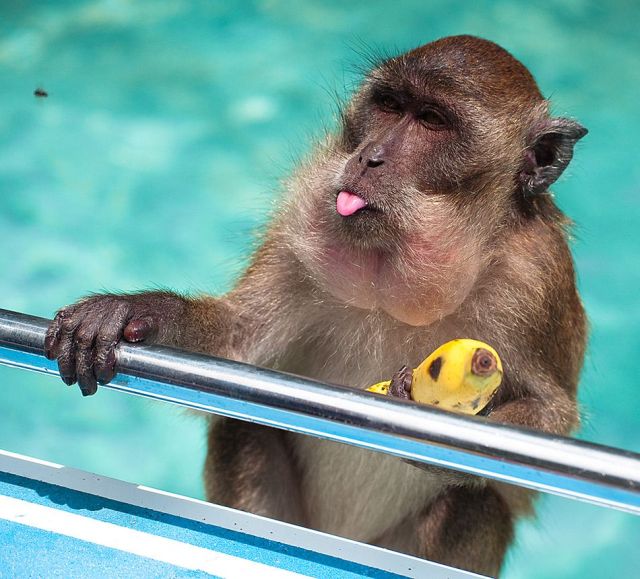 These funny animals (48 pics)