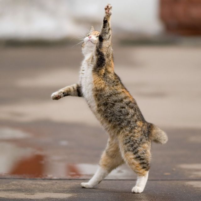 These funny animals (48 pics)